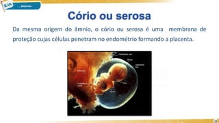Cório ou serosa
Da mesma origem do âmnio, o cório ou serosa é uma membrana de
proteção cujas células penetram no endométrio formando a placenta.
15
 