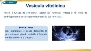 Vesícula vitelínica
Possui a função de armazenar substâncias nutritivas (vitelo) e no início da
embriogênese é encarregado da produção das hemácias.
IMPORTANTE
Nos mamíferos, é pouco desenvolvido
porquê a nutrição do embrião é feita via
cordão umbilical e placenta.
17
 
