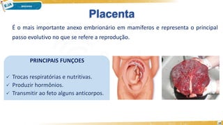 Placenta
PRINCIPAIS FUNÇOES
 Trocas respiratórias e nutritivas.
 Produzir hormônios.
 Transmitir ao feto alguns anticorpos.
É o mais importante anexo embrionário em mamíferos e representa o principal
passo evolutivo no que se refere a reprodução.
19
 
