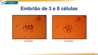 Embrião de 3 e 8 células
3 Células 8 Células
9
 