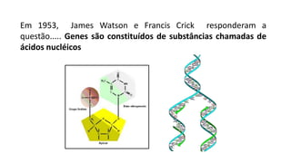Em 1953, James Watson e Francis Crick responderam a
questão..... Genes são constituídos de substâncias chamadas de
ácidos nucléicos
 