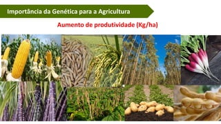Importância da Genética para a Agricultura
Aumento de produtividade (Kg/ha)
 