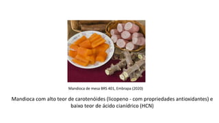 Importância da Genética para a Agricultura
Mandioca com alto teor de carotenóides (licopeno - com propriedades antioxidantes) e
baixo teor de ácido cianídrico (HCN)
Mandioca de mesa BRS 401, Embrapa (2020)
 