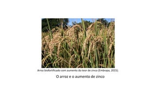 Arroz biofortificado com aumento do teor de zinco (Embrapa, 2015).
O arroz e o aumento de zinco
 