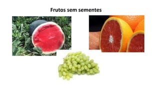 Frutos sem sementes
 