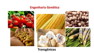 Engenharia Genética
Transgênicos
 