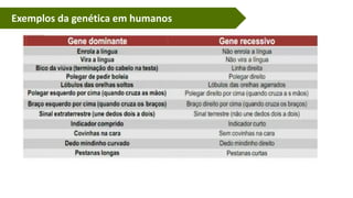 Exemplos da genética em humanos
 