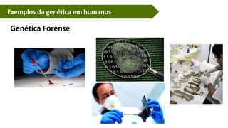 Exemplos da genética em humanos
Genética Forense
 