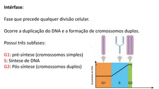 Intérfase:
Fase que precede qualquer divisão celular.
Ocorre a duplicação do DNA e a formação de cromossomos duplos.
Possui três subfases:
G1: pré-síntese (cromossomos simples)
S: Síntese de DNA
G2: Pós-síntese (cromossomos duplos)
 