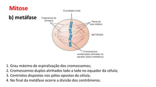 Mitose
b) metáfase
1. Grau máximo de espiralização dos cromossomos;
2. Cromossomos duplos alinhados lado a lado no equador da célula;
3. Centríolos dispostos nos pólos opostos da célula;
4. No final da metáfase ocorre a divisão dos centrômeros.
 