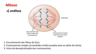 Mitose
c) anáfase
1. Encurtamento das fibras do fuso;
2. Cromossomos simples (cromátides irmãs) puxadas para os pólos da célula;
3. Início da desespiralização dos cromossomos.
 