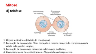 Mitose
d) telófase
1. Ocorre a citocinese (divisão do citoplasma);
2. Formação de duas células filhas contendo o mesmo número de cromossomos da
célula mãe, porém simples;
3. Formação de duas novas cariotecas e dois novos nucléolos;
4. Cromossomos se desespiralizam e as fibras do fuso desaparecem.
 