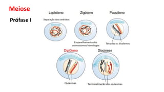 Meiose
Prófase I
 