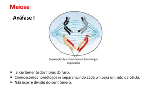 Meiose
Anáfase I
 Encurtamento das fibras do fuso.
 Cromossomos homólogos se separam, indo cada um para um lado da célula.
 Não ocorre divisão do centrômero.
 