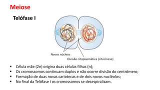 Meiose
Telófase I
 Célula mãe (2n) origina duas células filhas (n);
 Os cromossomos continuam duplos e não ocorre divisão do centrômero;
 Formação de duas novas cariotecas e de dois novos nucléolos;
 No final da Telófase I os cromossomos se desespiralizam.
 