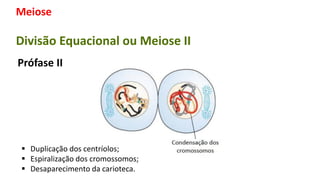 Meiose
Divisão Equacional ou Meiose II
Prófase II
 Duplicação dos centríolos;
 Espiralização dos cromossomos;
 Desaparecimento da carioteca.
 