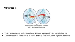 Metáfase II
 Cromossomos duplos não homólogos atingem o grau máximo de espiralização.
 Os cromossomos associam-se as fibras do fuso, alinhando-se no equador da célula
 