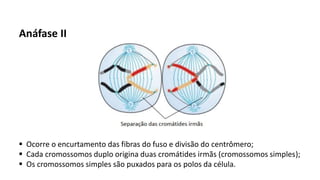 Anáfase II
 Ocorre o encurtamento das fibras do fuso e divisão do centrômero;
 Cada cromossomos duplo origina duas cromátides irmãs (cromossomos simples);
 Os cromossomos simples são puxados para os polos da célula.
 