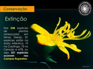Conservação

Extinção
Das 538 espécies
de         plantas
ameaçadas      em
Minas Gerais, 81
espécies estão na
Mata Atlântica, 19
na Caatinga, 73 no
Cerrado e 67%, ou
seja, 351 espécies
ocorrem        nos
Campos Rupestres.

                     Miguel Andrade ©
 