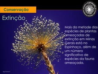Conservação

Extinção
                   Mais da metade das
                   espécies de plantas
                   ameaçadas de
                   extinção em Minas
                   Gerais está no
                   Espinhaço, além de
                   um número
                   significativo de
                   espécies da fauna
                   ameaçada.

Miguel Andrade ©
 