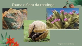 Fauna e flora da caatinga
imagens: pt.wikipedia.org
 