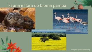 Fauna e flora do bioma pampa
imagens: pt.wikipedia.org
 