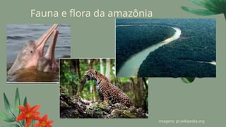 Fauna e flora da amazônia
imagens: pt.wikipedia.org
 