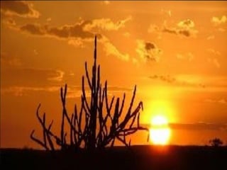 Apresentação do tema