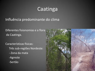 Caatinga
Influência predominante do clima

Diferentes fisionomias e a flora
da Caatinga.

Características físicas:
  Três sub-regiões Nordeste:
  - Zona da mata
  -Agreste
  -Sertão
 
