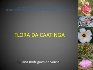 FLORA DA CAATINGA



Juliana Rodrigues de Sousa
 
