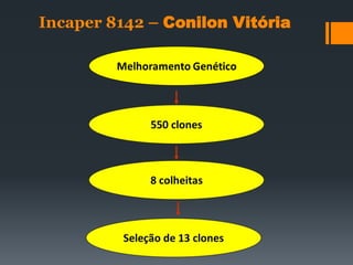 Incaper 8142 – Conilon Vitória
 