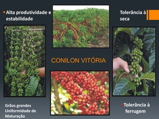 Alta produtividade e                     Tolerância à
  estabilidade                             seca




                         CONILON VITÓRIA




Grãos grandes                              Tolerância à
Uniformidade de                              ferrugem
Maturação
 