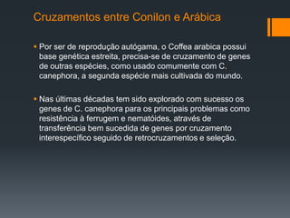 Cruzamentos entre Conilon e Arábica

 Por ser de reprodução autógama, o Coffea arabica possui
  base genética estreita, precisa-se de cruzamento de genes
  de outras espécies, como usado comumente com C.
  canephora, a segunda espécie mais cultivada do mundo.

 Nas últimas décadas tem sido explorado com sucesso os
  genes de C. canephora para os principais problemas como
  resistência à ferrugem e nematóides, através de
  transferência bem sucedida de genes por cruzamento
  interespecífico seguido de retrocruzamentos e seleção.
 