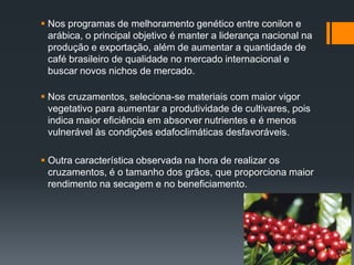  Nos programas de melhoramento genético entre conilon e
  arábica, o principal objetivo é manter a liderança nacional na
  produção e exportação, além de aumentar a quantidade de
  café brasileiro de qualidade no mercado internacional e
  buscar novos nichos de mercado.

 Nos cruzamentos, seleciona-se materiais com maior vigor
  vegetativo para aumentar a produtividade de cultivares, pois
  indica maior eficiência em absorver nutrientes e é menos
  vulnerável às condições edafoclimáticas desfavoráveis.

 Outra característica observada na hora de realizar os
  cruzamentos, é o tamanho dos grãos, que proporciona maior
  rendimento na secagem e no beneficiamento.
 