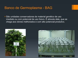 Banco de Germoplasma - BAG

 São unidades conservadoras de material genético de uso
  imediato ou com potencial de uso futuro. É através dele, que se
  chega aos clones melhorados e com alto potencial produtivo.
 