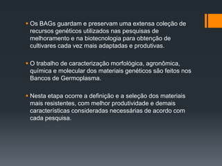  Os BAGs guardam e preservam uma extensa coleção de
  recursos genéticos utilizados nas pesquisas de
  melhoramento e na biotecnologia para obtenção de
  cultivares cada vez mais adaptadas e produtivas.

 O trabalho de caracterização morfológica, agronômica,
  química e molecular dos materiais genéticos são feitos nos
  Bancos de Germoplasma.

 Nesta etapa ocorre a definição e a seleção dos materiais
  mais resistentes, com melhor produtividade e demais
  características consideradas necessárias de acordo com
  cada pesquisa.
 