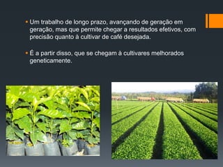  Um trabalho de longo prazo, avançando de geração em
  geração, mas que permite chegar a resultados efetivos, com
  precisão quanto à cultivar de café desejada.

 É a partir disso, que se chegam à cultivares melhorados
  geneticamente.
 