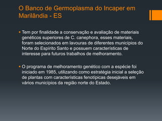 O Banco de Germoplasma do Incaper em
Marilândia - ES

 Tem por finalidade a conservação e avaliação de materiais
  genéticos superiores de C. canephora, esses materiais,
  foram selecionados em lavouras de diferentes municípios do
  Norte do Espírito Santo e possuem características de
  interesse para futuros trabalhos de melhoramento.

 O programa de melhoramento genético com a espécie foi
  iniciado em 1985, utilizando como estratégia inicial a seleção
  de plantas com características fenotípicas desejáveis em
  vários municípios da região norte do Estado.
 