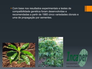  Com base nos resultados experimentais e testes de
  compatibilidade genética foram desenvolvidas e
  recomendadas a partir de 1985 cinco variedades clonais e
  uma de propagação por sementes.
 