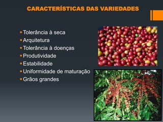 CARACTERÍSTICAS DAS VARIEDADES



 Tolerância à seca
 Arquitetura
 Tolerância à doenças
 Produtividade
 Estabilidade
 Uniformidade de maturação
 Grãos grandes
 