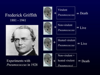 Virulent
                       +                     = Death
Frederick Griffith         Pneumococcus
  1881 - 1941
                           Non-virulent
                       +                     = Live
                           Pneumococcus


                           Heated virulent
                       +                     = Live
                           Pneumococcus


                           Non-virulent +
Experiments with       +   heated virulent    = Death
Pneumococcus in 1928       Pneumococci
 