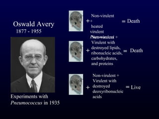 Non-virulent
                       ++                  = Death
 Oswald Avery            heated
  1877 - 1955           virulent
                        Pneumococci +
                         Non-virulent
                         Virulent with
                         destroyed lipids,
                       + ribonucleic acids, = Death
                         carbohydrates,
                         and proteins

                           Non-virulent +
                           Virulent with
                       +   destroyed          = Live
                           deoxyribonucleic
Experiments with           acids
Pneumococcus in 1935
 