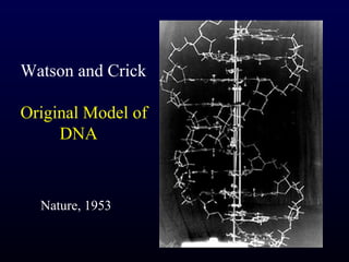 Watson and Crick

Original Model of
     DNA



  Nature, 1953
 
