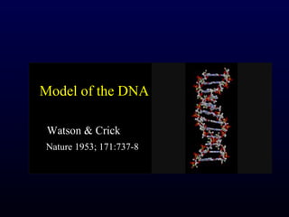 Model of the DNA

 Watson & Crick
Nature 1953; 171:737-8
 