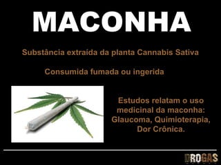 MACONHA
Substância extraída da planta Cannabis Sativa

     Consumida fumada ou ingerida


                       Estudos relatam o uso
                       medicinal da maconha:
                      Glaucoma, Quimioterapia,
                            Dor Crônica.
 