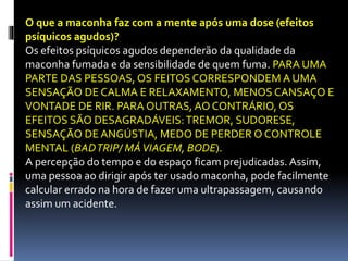 O que a maconha faz com a mente após uma dose (efeitos
psíquicos agudos)?
Os efeitos psíquicos agudos dependerão da qualidade da
maconha fumada e da sensibilidade de quem fuma. PARA UMA
PARTE DAS PESSOAS, OS FEITOS CORRESPONDEM A UMA
SENSAÇÃO DE CALMA E RELAXAMENTO, MENOS CANSAÇO E
VONTADE DE RIR. PARA OUTRAS, AO CONTRÁRIO, OS
EFEITOS SÃO DESAGRADÁVEIS:TREMOR, SUDORESE,
SENSAÇÃO DE ANGÚSTIA, MEDO DE PERDER O CONTROLE
MENTAL (BADTRIP/ MÁVIAGEM, BODE).
A percepção do tempo e do espaço ficam prejudicadas. Assim,
uma pessoa ao dirigir após ter usado maconha, pode facilmente
calcular errado na hora de fazer uma ultrapassagem, causando
assim um acidente.
 