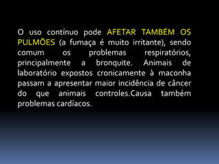O uso contínuo pode AFETAR TAMBÉM OS
PULMÕES (a fumaça é muito irritante), sendo
comum os problemas respiratórios,
principalmente a bronquite. Animais de
laboratório expostos cronicamente à maconha
passam a apresentar maior incidência de câncer
do que animais controles.Causa também
problemas cardíacos.
 