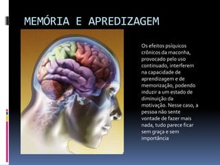 MEMÓRIA E APREDIZAGEM
Os efeitos psíquicos
crônicos da maconha,
provocado pelo uso
continuado, interferem
na capacidade de
aprendizagem e de
memorização, podendo
induzir a um estado de
diminuição da
motivação. Nesse caso, a
pessoa não sente
vontade de fazer mais
nada, tudo parece ficar
sem graça e sem
importância
 