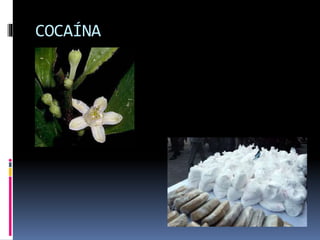 COCAÍNA
 