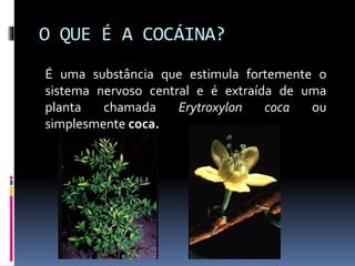 O QUE É A COCÁINA?
É uma substância que estimula fortemente o
sistema nervoso central e é extraída de uma
planta chamada Erytroxylon coca ou
simplesmente coca.
 